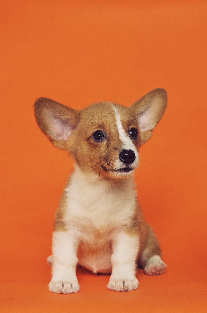Köpek Tuvalet Eğitimi Köpek Tuvalet Eğitimi